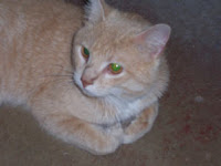 RC - The Replacement Cat
