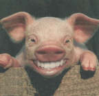 [pig.png]
