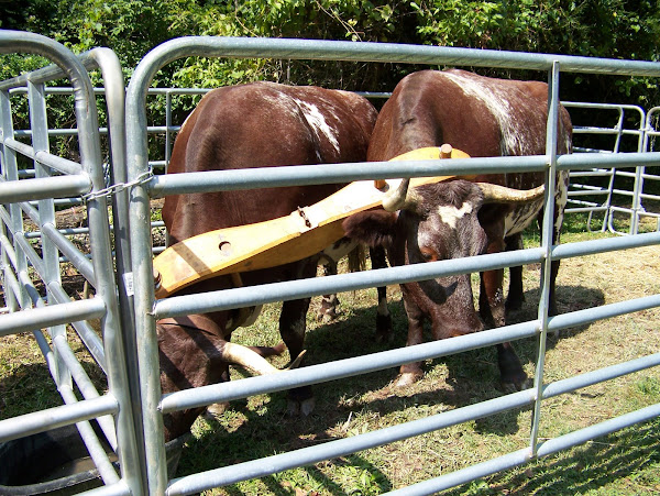 Rocky and Bullwinkle, the steer (oxen)