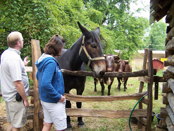 Visitors love Jill the mule