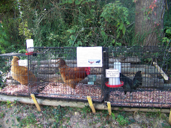 Chickens of the South