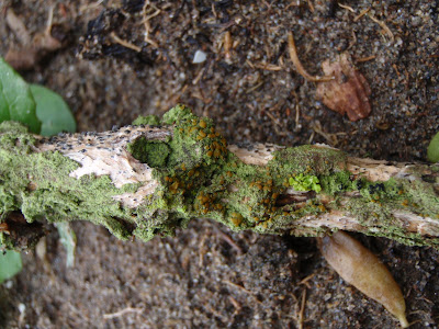 Lecanora Conizaeoides