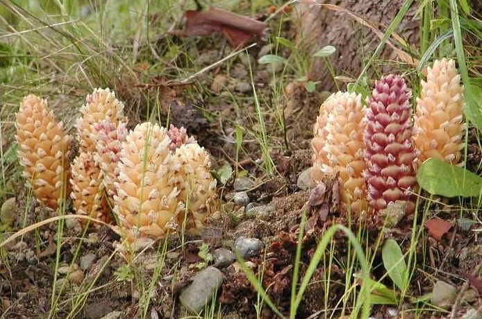 Holoparasitic Plants