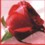 [sparkle_rose.jpg]
