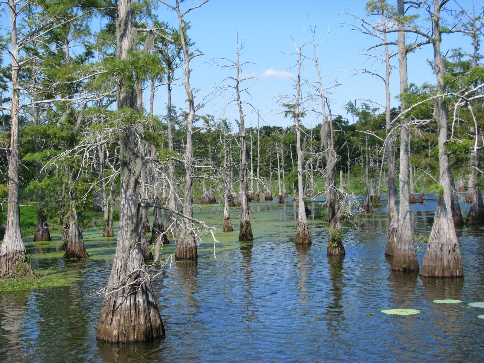bayou JungleKey.fr Image 50