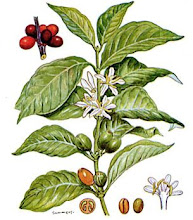 Coffea Arabica