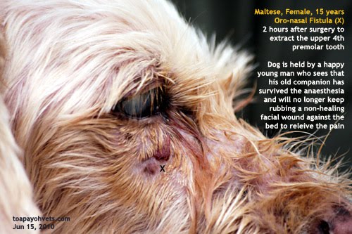 Home Remedy For Dental Cyst In A Dogs Home Remedy For Dental Cyst In A Dogs