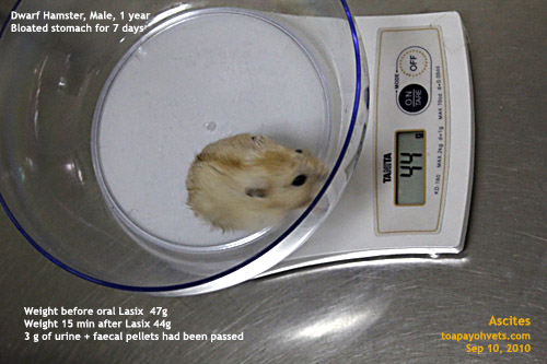 Hamster Stomach