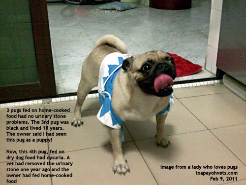 how do dogs get uti toddler urinary tract infection vomiting how do dogs get uti toddler urinary tract infection vomiting