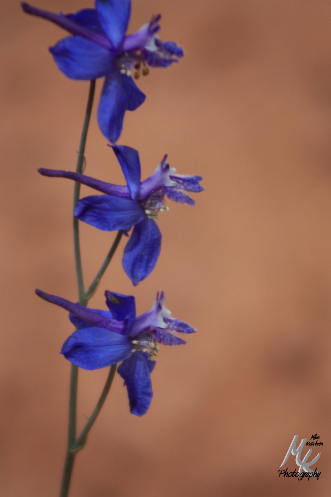 [Blue+Flowers+1A.jpg]