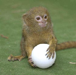 Small Monkey Pics