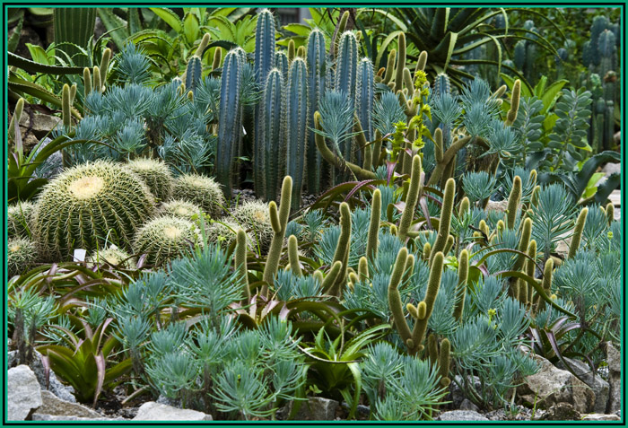 pedras para jardim aki:Jardim de cactus – Anjo Sonhador – XPG pedras para jardim aki:Jardim de cactus – Anjo Sonhador – XPG
