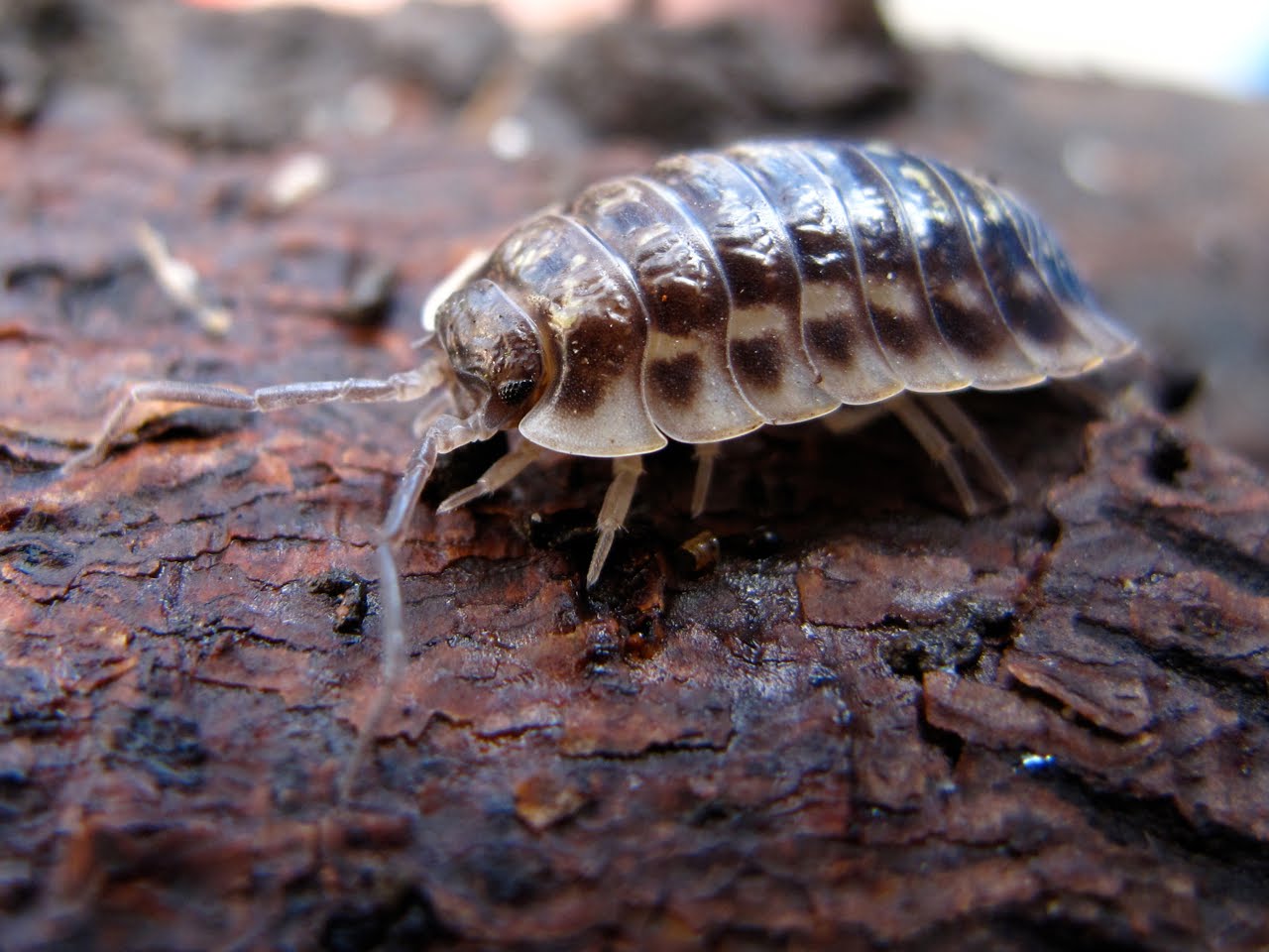 woodlouse information Woodlice have been an area of study and a very popular outreach event for many years more detailed information on woodlice is available as a pdf for you to. woodlouse information Woodlice have been an area of study and a very popular outreach event for many years more detailed information on woodlice is available as a pdf for you to.