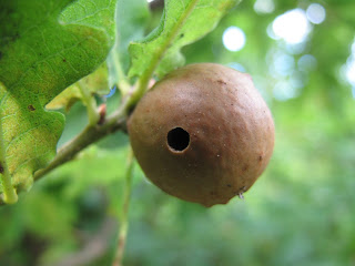 Bugblog Oak Gall Wasps