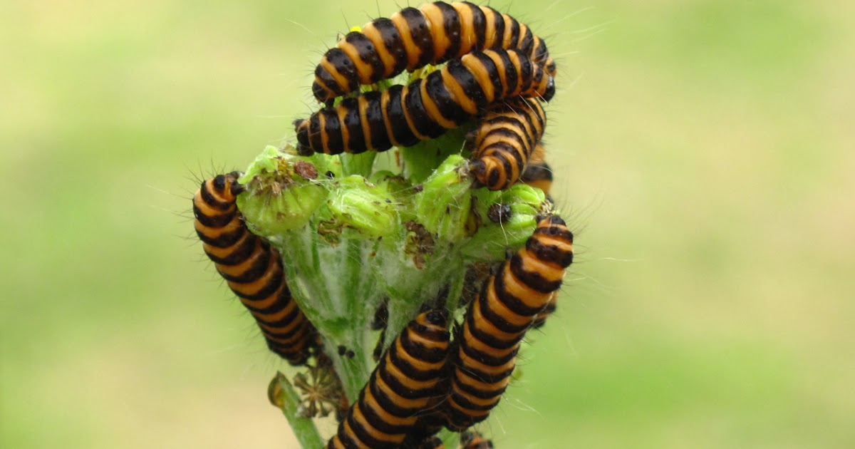 Bugblog Cinnabar Moths And Caterpillars