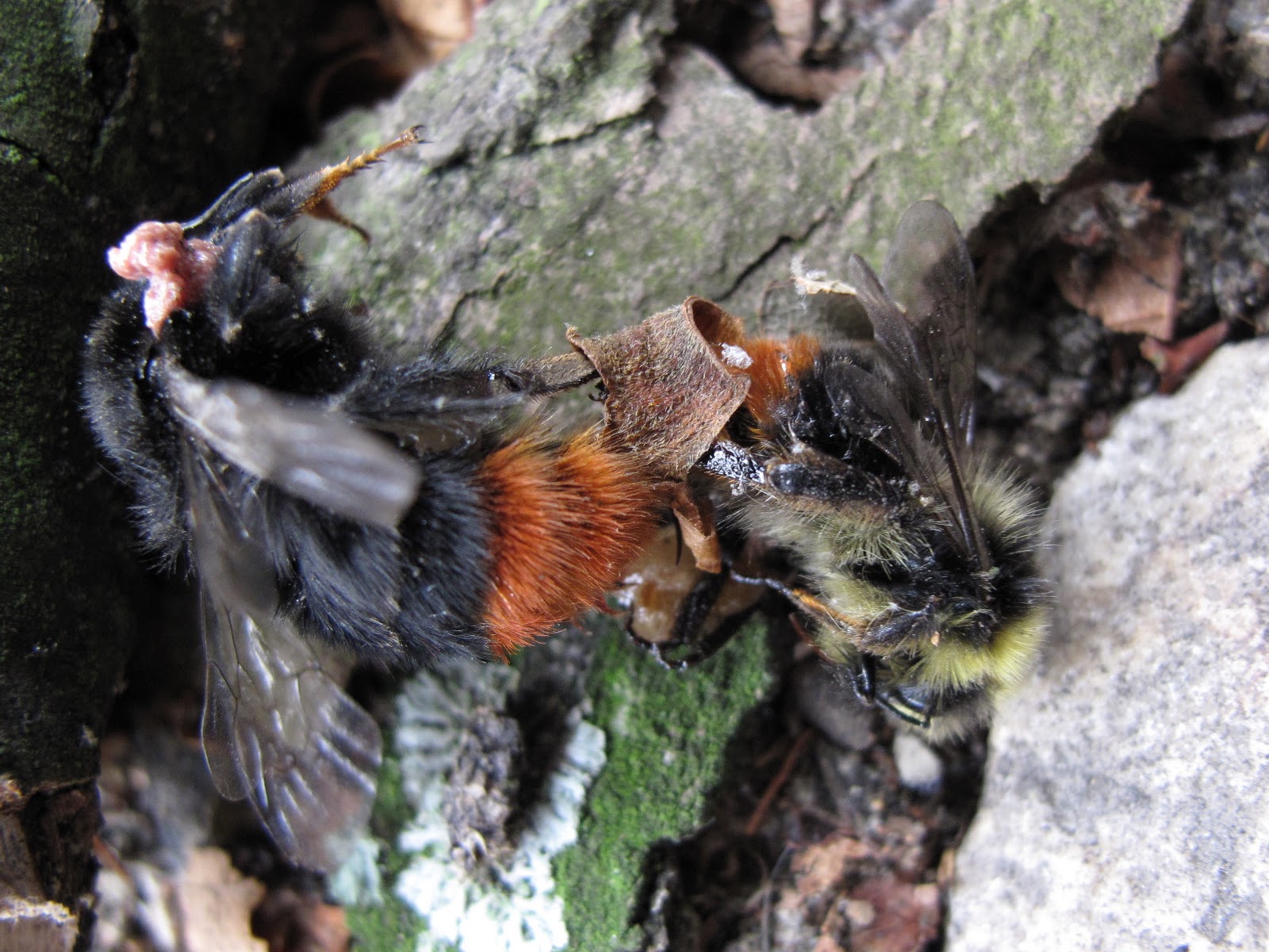 BugBlog Mating redtailed bumblebees