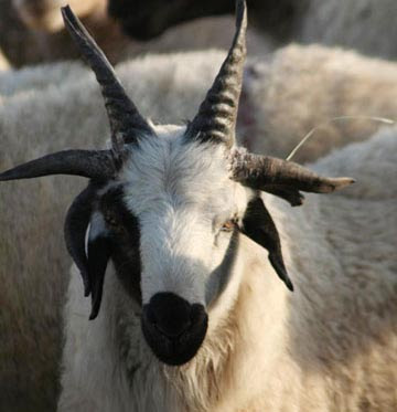 A goat with six horn