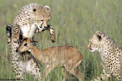 cheetah