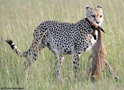 cheetah
