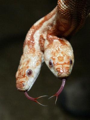 Python-snake