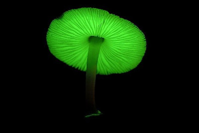 green mushrooms