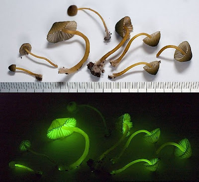 green mushrooms