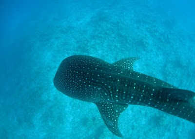 whale-shark