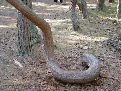 Weird dancing forest