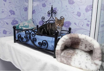 luxury cat hotel