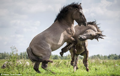 Stallion horse