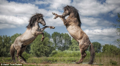 Horse boxing