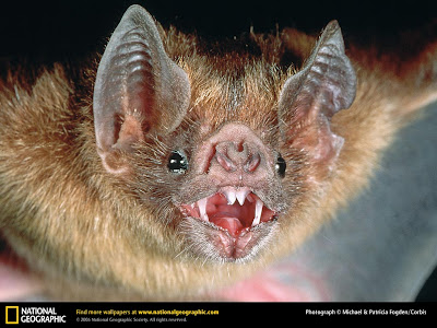 Vampire Bats Feeding. Evil Vampire Bat