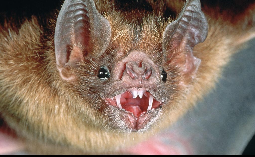 oo71osu: Vampire Bats Feeding