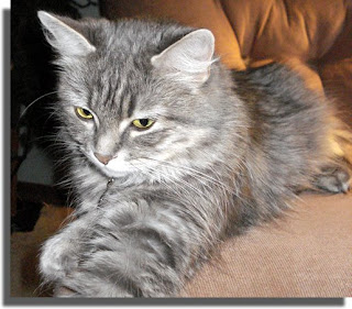 Sheba Cat Food Good For Failing Liver Sheba Cat Food Good For Failing Liver