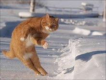 cat on snow