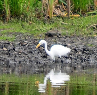 great egret