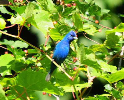 indigo bunting