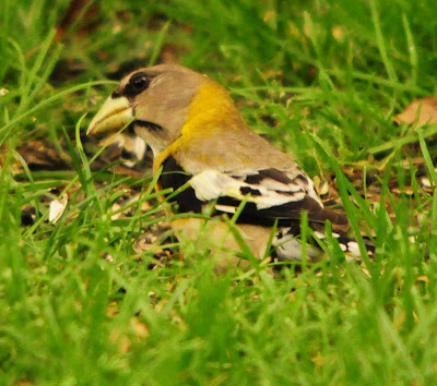 Evening Grosbeak, female