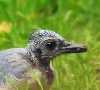 Blue Jay