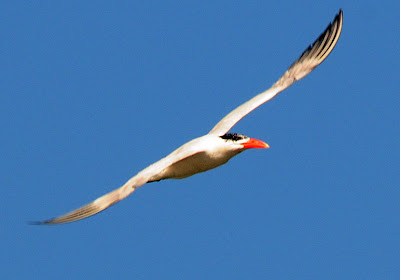 Caspian Tern