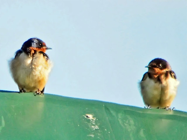 Juvenile Barn Swallows