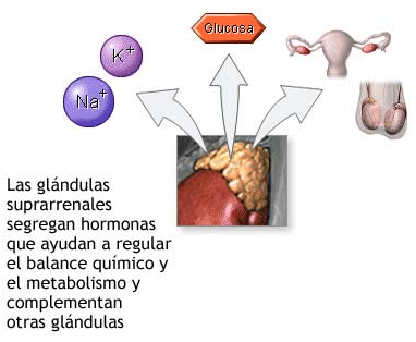 Sintesis de esteroides suprarrenales