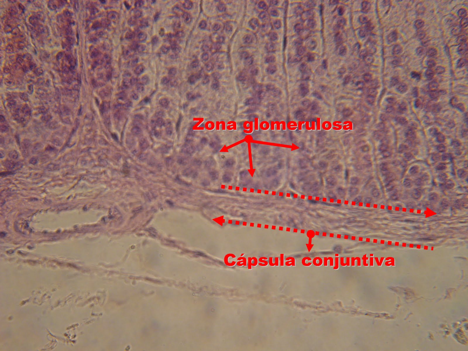 HISTOLOGIA-UFGD: (EN17) ZONA GLOMERULOSA DA ADRENAL, (400X)