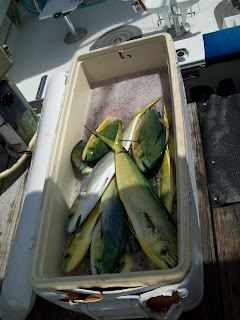 cooler full of dolphin