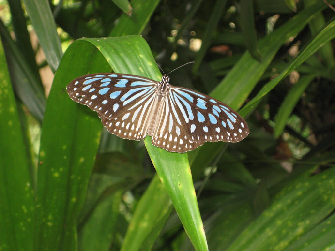 Beautiful butterfly