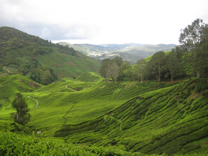 We got a little lost and ended up walking through these tea fields for hours..