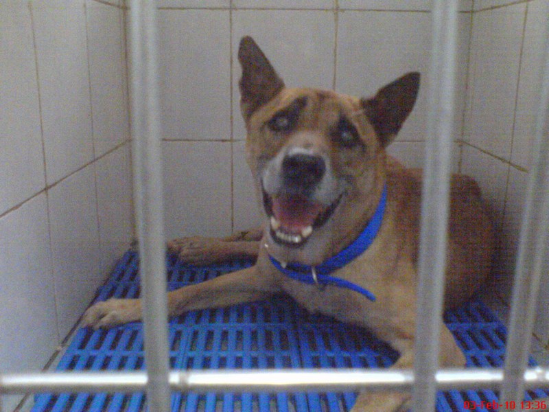 [mini-Rani's+Dog1.JPG]