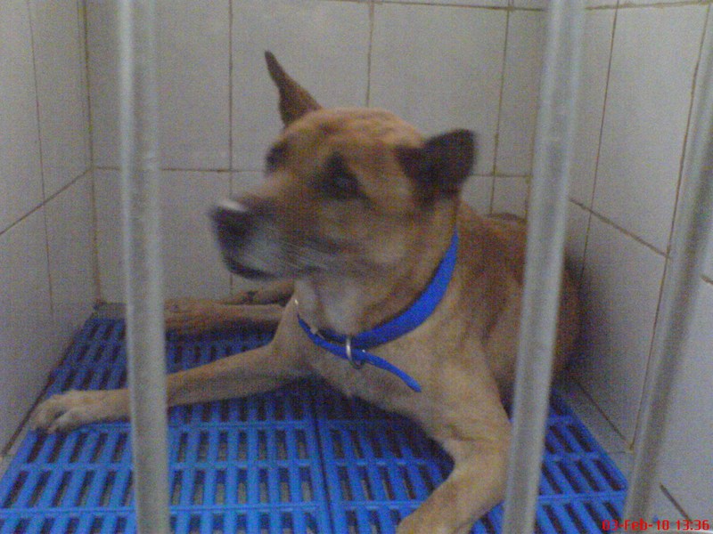 [mini-Rani's+Dog2.JPG]