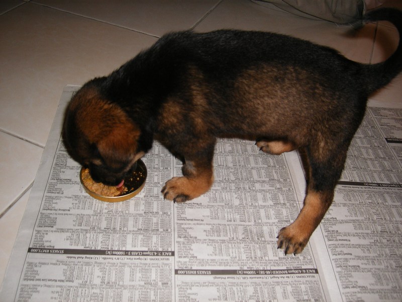 [mini-Ebony+eating+Dinner.JPG]