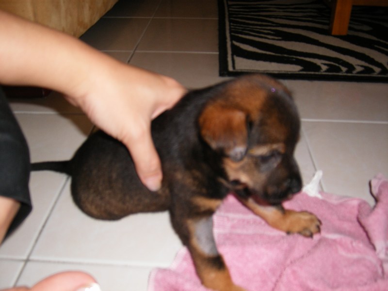 [mini-Ebony+getting+Acquainted+with+new+house..JPG]